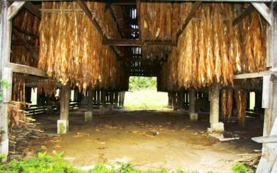 The Unrepeatable History of the Tobacco Stick